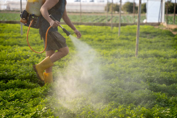 Best Affordable Pest Control Services  in Casas Adobes, AZ