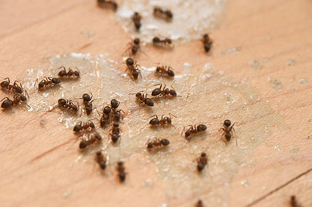 Best Flea Control Services  in Casas Adobes, AZ